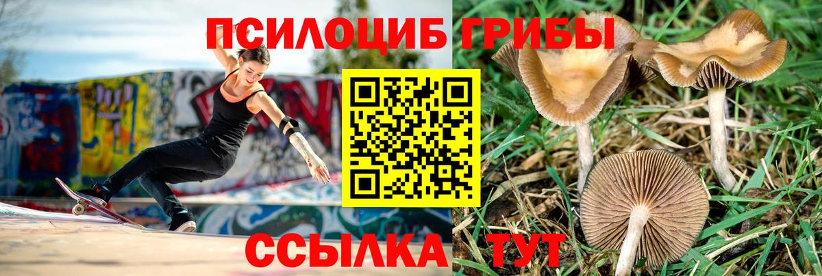 Псилоцибиновые грибы Psilocybine cubensis Северодвинск